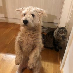 Officially dogs, under the name “Glen of Imaal Terrier”, were recognized by the Cyno ...