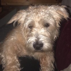 The Glen of Imaal Terriers is quiet and not fussy. 