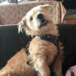 Glen of Imaaly is one of the calmest terriers. They are distinguished by their balanced and doci ...
