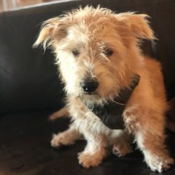 The Glen of Imaal Terrier is a medium sized dog, rather massive and stocky.