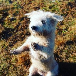 This breed is considered quite rare to this day.