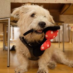 The breed received official recognition from the English Kennel Club in 1975.