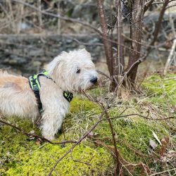 Dogs of this breed have excellent health.