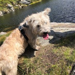 The Glen of Imaal Terrier will easily adapt to any living conditions.
