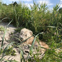 Protect your pets from extreme heat. At a time like this, the Glen of Imaal Terrier is better of ...