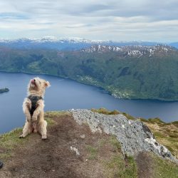 If in the summer you go to rest near a reservoir, be very careful about the Glen of Imaal Terrie ...
