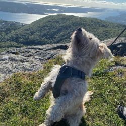 Note that these dogs love long walks and fun.