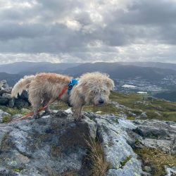 Glen of Imaal Terriers have an innate hunting instinct, which sometimes interferes with the owne ...
