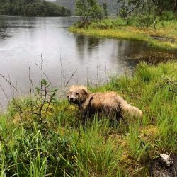 The Glen of Imaal Terriers are completely devoid of fear, they are ready to fight the badger rig ...
