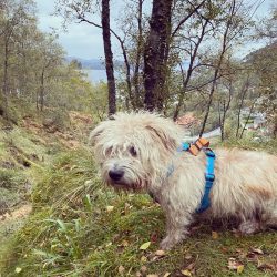 Glen of Imaal Terriers is very agile and fast.