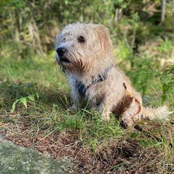 Even in their work, the Glen of Imaal Terriers is quite cold-blooded and emotionless.
