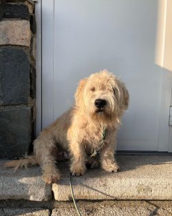 These Irish Terriers are very intelligent and easy to train.