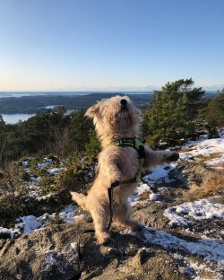 The energy of the Glen of Imaal Terrier needs to be channeled in the right direction. 