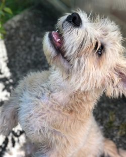  Glen of Imaal Terriers can participate in a variety of sports.