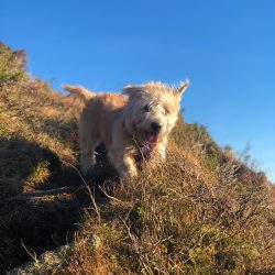 Glen of Imaal Terriers needs to be trained for their original purpose. Glen of Imaal Terriers is ...