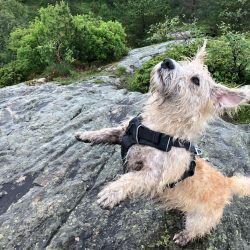 A favorite pastime for the Glen of Imaal Terriers will be agility training, where they can fully ...
