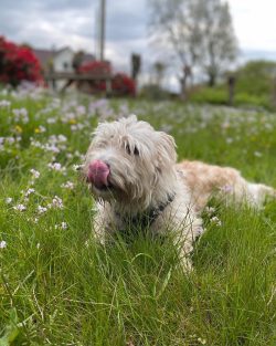 With age, the hunting instinct is strengthened in the dog, and it can be aggressive towards othe ...