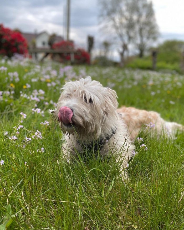 With age, the hunting instinct is strengthened in the dog, and it can be aggressive towards othe ...