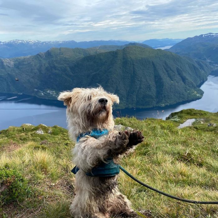 The diet of the Glen of Imaal Terrier must be balanced, that is, contain all the useful vitamins ...