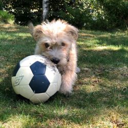 Glen of Imaal Terriers obese people are very often sick, there are problems with joints, cardiov ...