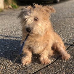 Glen of Imaal Terriers are very fond of food, so you need to carefully monitor the volume of the ...