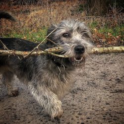 Throughout its history, this Irish Terrier has been in close contact with humans, many dogs have ...