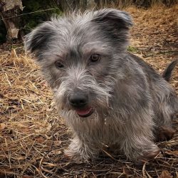  The terrier should be washed as needed. If your pet spends a lot of time outside, then you need ...