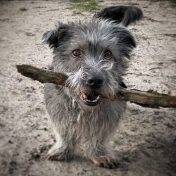In the 16th century, dogs from Wicklow were actively interbred with stunted hounds who came to I ...