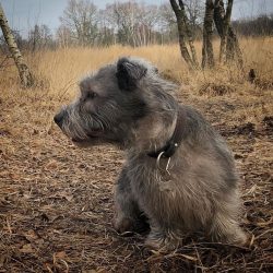  This breed sheds a little, but without proper care, it loses its characteristic appearance.