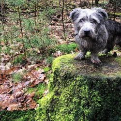 Glen’s coat requires regular plucking – the hard and dense upper hairs prevent the s ...