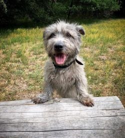 Unlike other hunting breeds, the glens had to take the beast by surprise, and not bark at it, ca ...