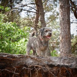 Glen of Imaal Terrier comes from the eastern valleys of Ireland, the territory of modern County  ...