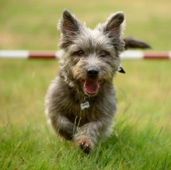 By nature, the Irish Terrier has a very lively temperament, which is why the dogs are known as n ...