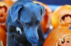 Blue Lacy throughout his stories lived in the house with the owner and spent a lot of time with  ...