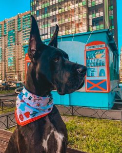 The Great Dane is a large breed that combines strength and elegance. 