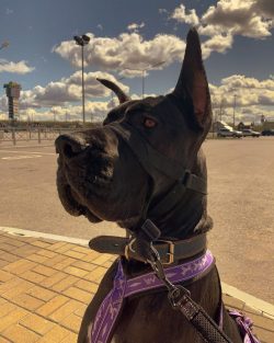 Great Dane is a dog widely known all over the world, not only for its impressive size and appear ...