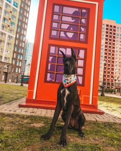 The name of the dog Great Dane is now generally accepted, although, in the Middle Ages, the name ...