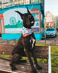 Dog breed Great Dane was not always such that we could admire a powerful, harmoniously built dog ...