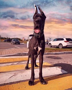  Many dogs have common roots. Great Dane, like others, comes from the Tibetan Great Dane.