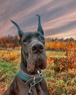 Already 3 thousand years ago, these magnificent dogs lived in India, Persia, Nepal, and the Midd ...