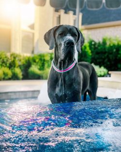 They went hunting with Great Dane dogs, they guarded the house and property of the owners, graze ...