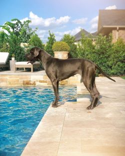 Great Dane dogs participated in military campaigns, where they fought shoulder to shoulder with  ...