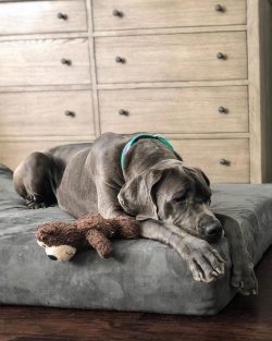 Great Danes are great companions for adults and children.