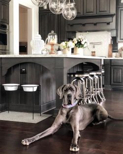 Great Danes are dangerous and even phlegmatic, but if the owner is in danger, they are a reliabl ...