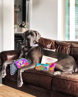 Great Dane of the XXI century, thanks to the work of many breeders, have a wonderful exterior, a ...