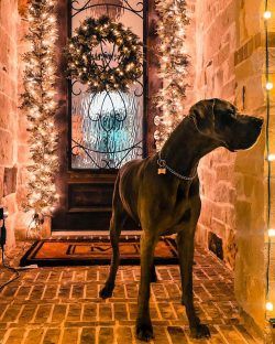 A significant contribution to the development of the breed was made by Wiederd de Sankler, who h ...