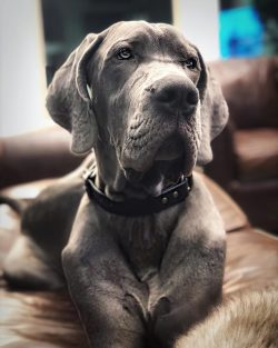 In many engravings and paintings, we see mastiff-like dogs with cropped ears. Powerful, lean, ve ...