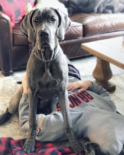 Many scientists have researched where the Great Dane comes from? They relied on historical evide ...