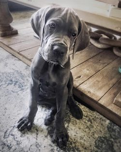 Great Dane, not realizing their physical size relative to a person, can easily knock him to the  ...