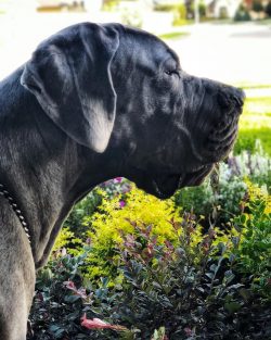 The character of the Great Dane can be called calm, problems in communicating with people, as a  ...